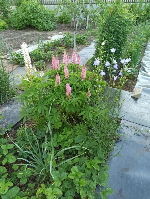 Срочно продам дачу