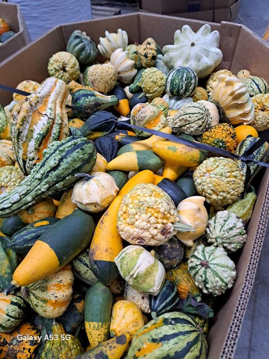 Vand dovleci ornamentali si placintari