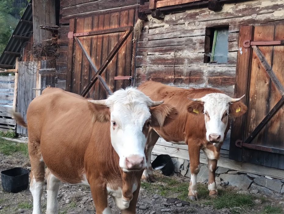 Vând 2 juninci în vârstă de 1 an si 8 luni, respectiv 2 ani.