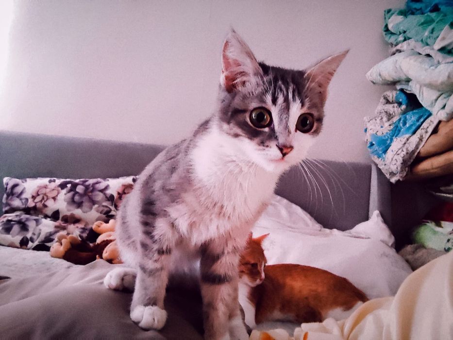 Котенок в поиске семьи