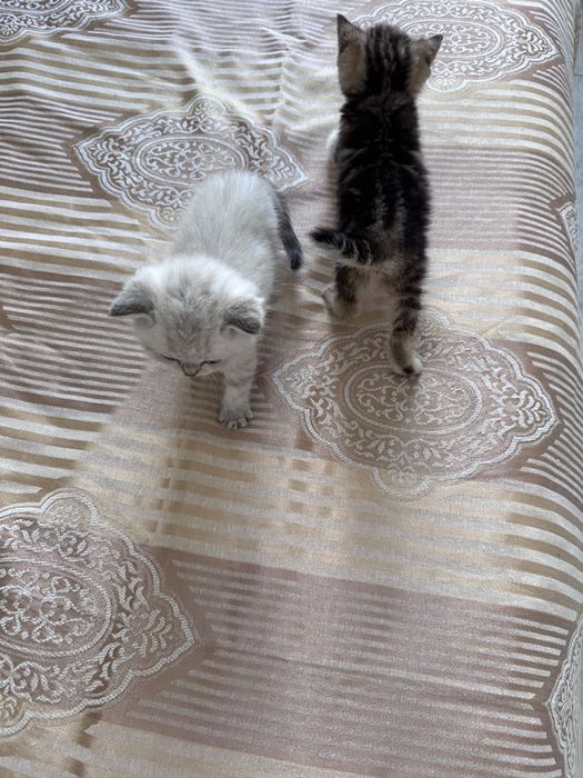 Продам шотландских котят