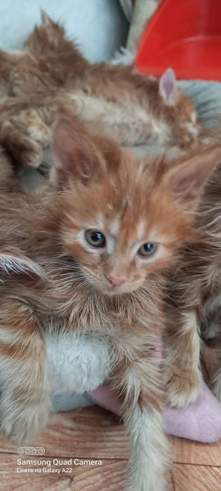 Мейн кун продажа