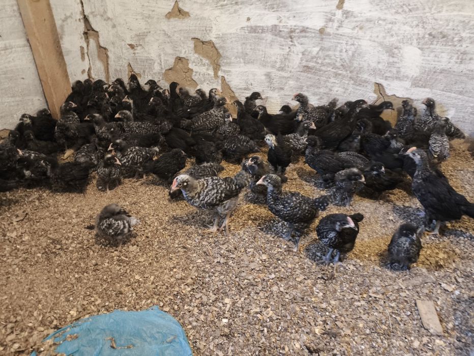 Жужа доминанд 1 кунлидан 40 кунлигача бор.