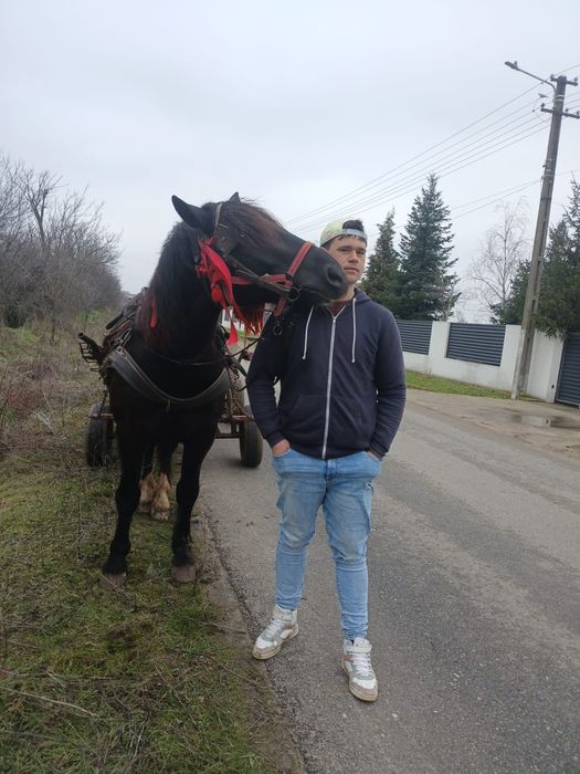 Vînd armăsar de 4 ani