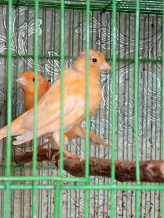 Молодые канарейки