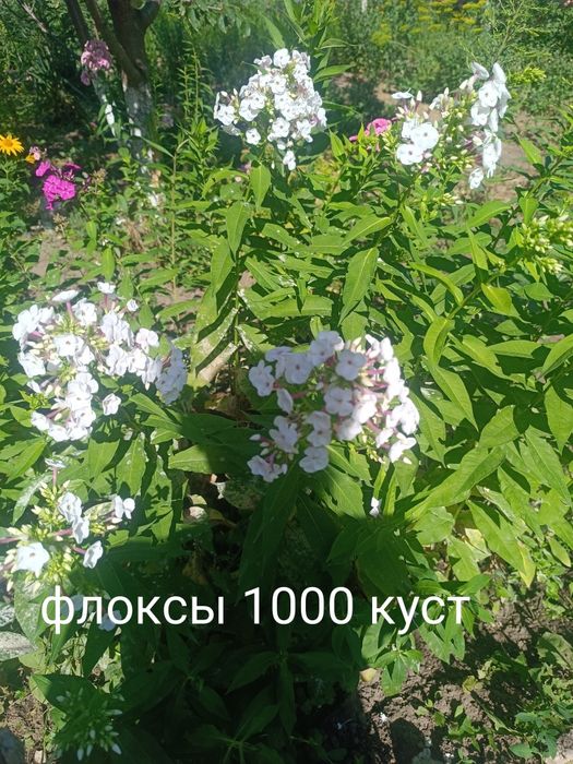 Продам цветы многолетний