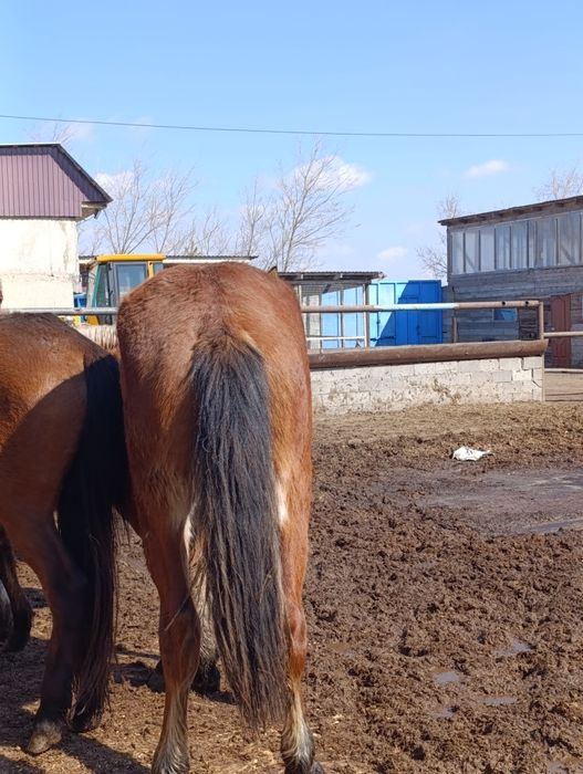 Продам жеребчика полторашку и кобылку