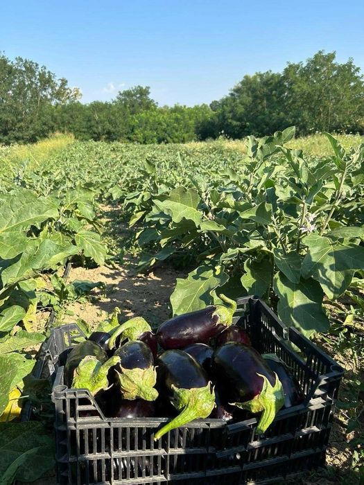 Răsaduri de legume și flori cu livrare în toată țara