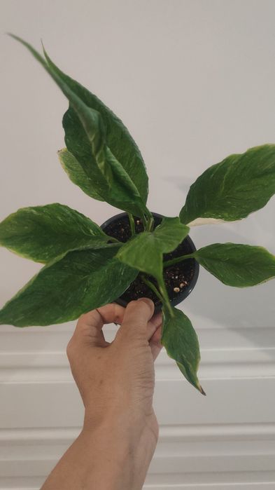 Фикус бенджамина