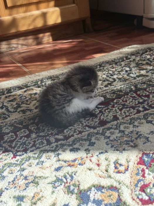 Отдадим даром котенка