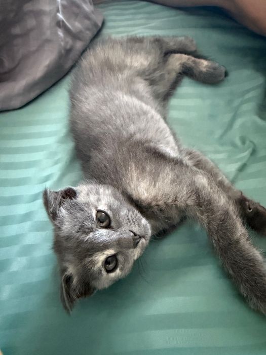 Котенок шотландец вислоухий