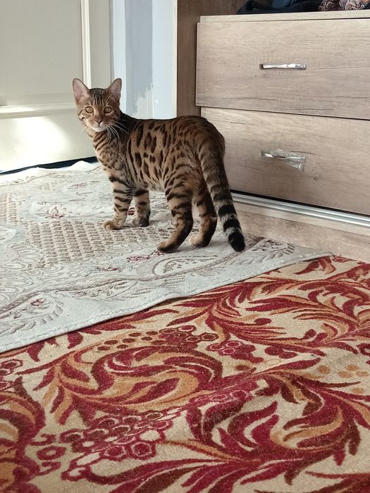 Пропал бенгальский кот 10 месяцев