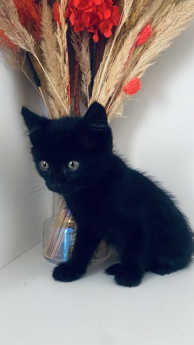 Отдам милых игривых котят