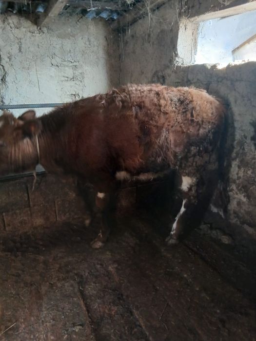 Продам хорошую тёлку жирную