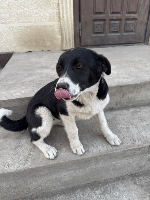 Отдам в добрые руки