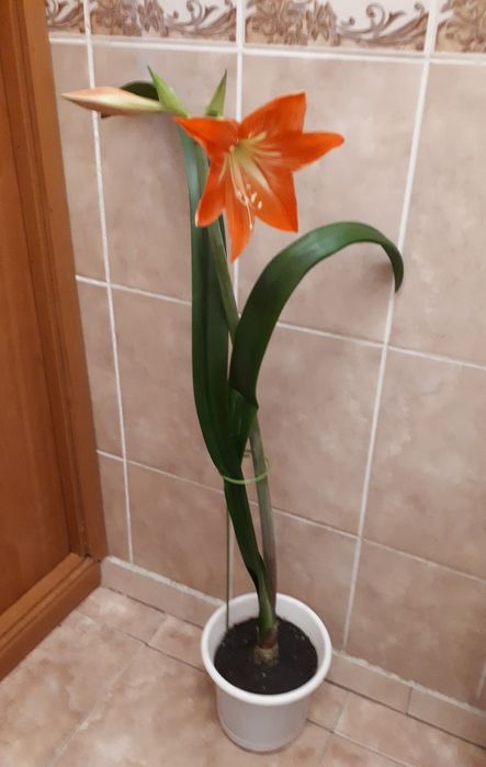 Комнатные цветы гиппеаструм