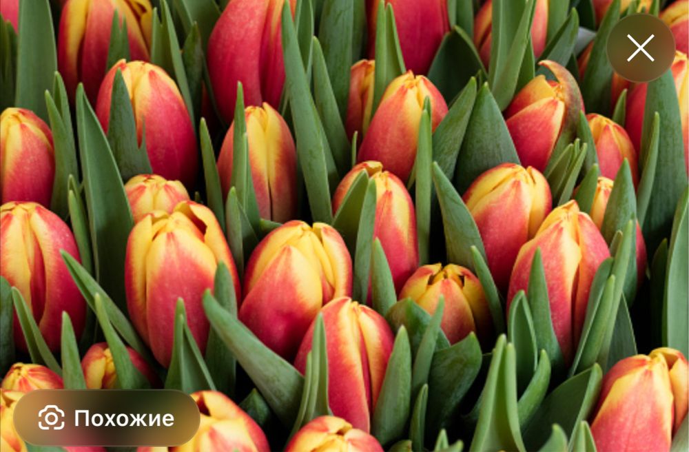 Оптом тюлпаны.Тюльпаны оптом и в розницу.Голландские тюльпаны оптом