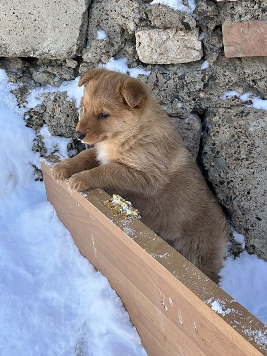 Щенок кобель ищет добрых хозяев