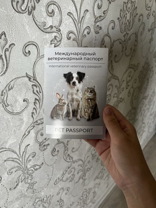 Русский той терьер