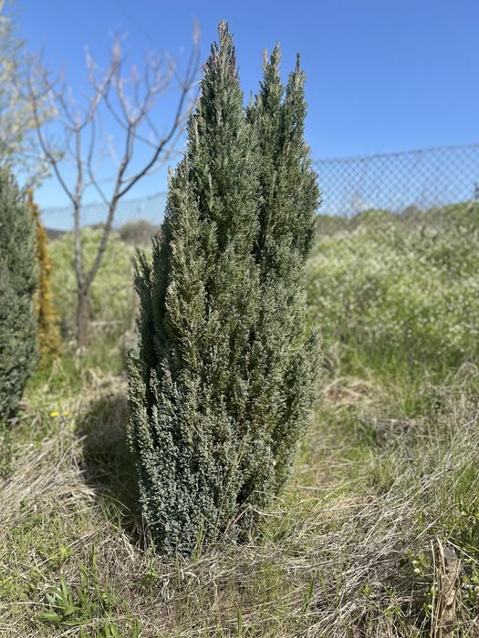 Кипарис Елводии (Ellwoodii) 80–140 см – последни бройки