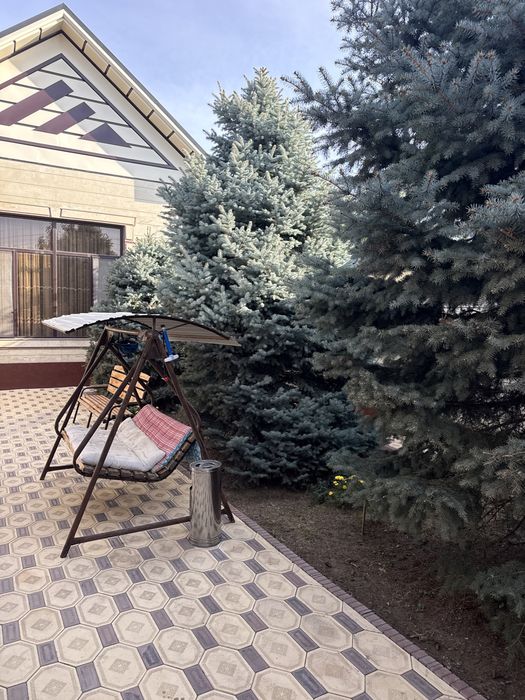 Голубая Ель  20 летние