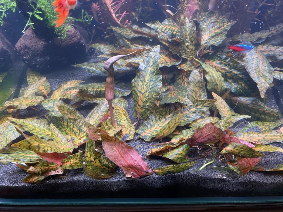 Plante acvariu Cryptocoryne Nurii