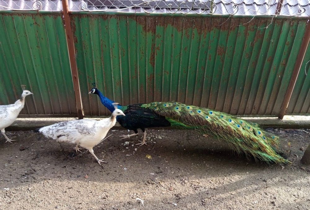 Vând păsări de curte