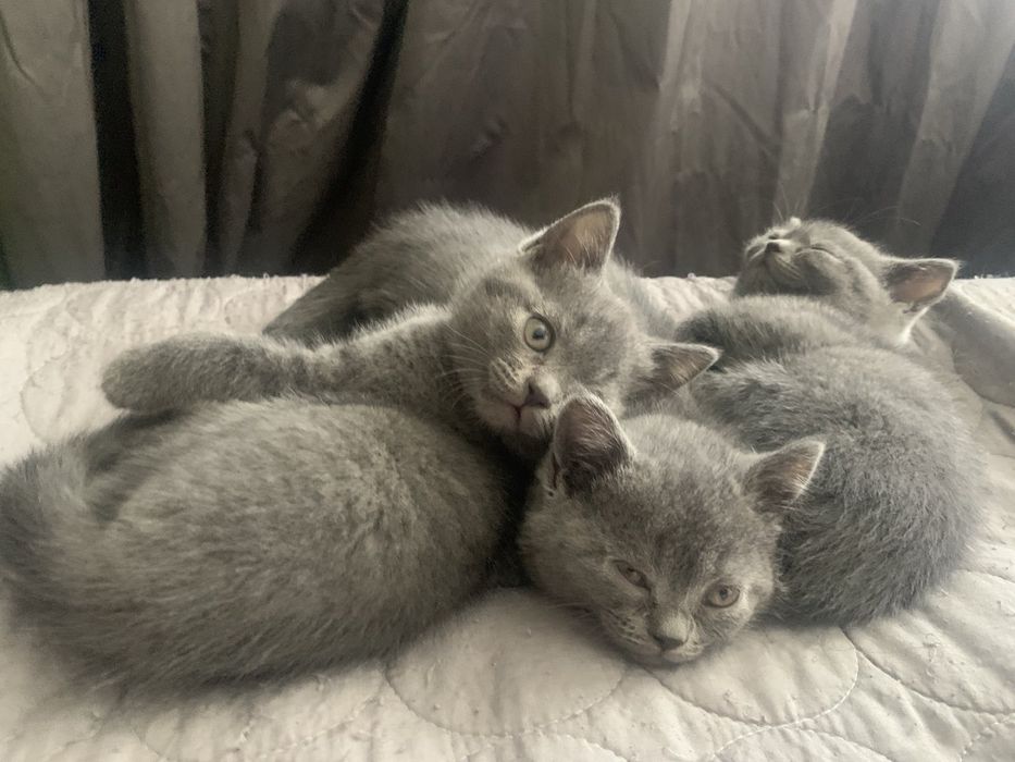 Британски късокосмести котета