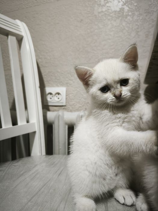 Британский короткошерстной серебристый шиншилла