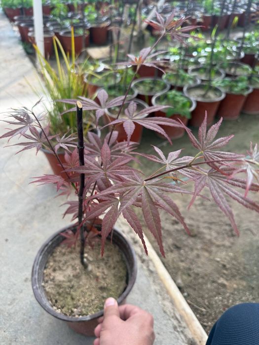 Yaponskiy klyon acer palmatum