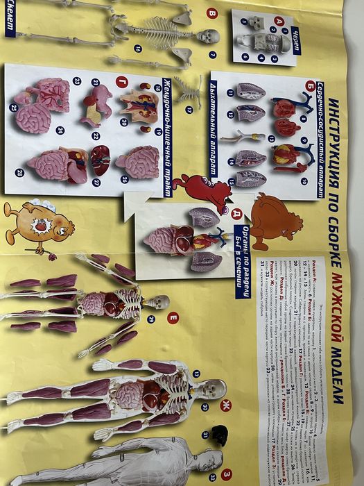 Набор детских книг "Анатомия человека"