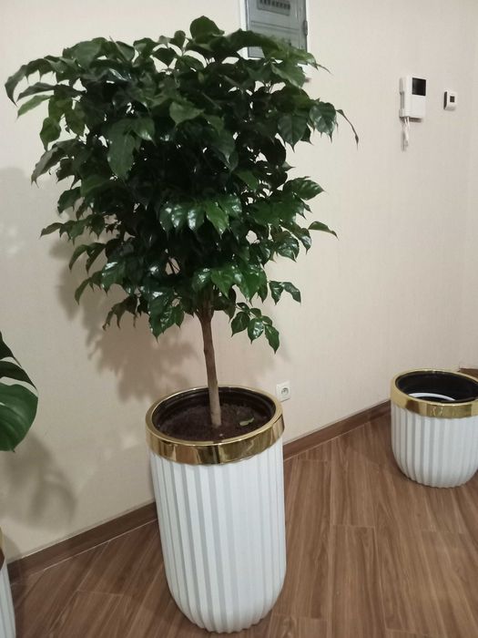 Цветы для дома и оффиса в идиальном состоянии с гаршком