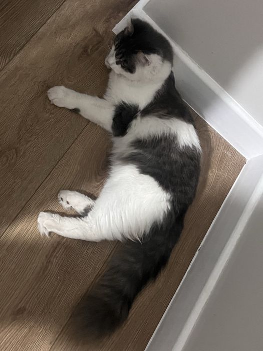 кот  6 месяцев