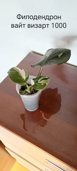 Продам комнатные цветы