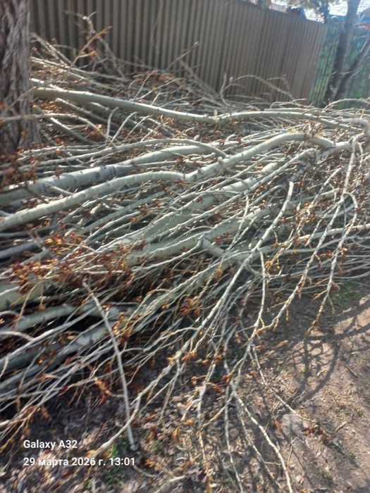 Дрова, пень самовывоз