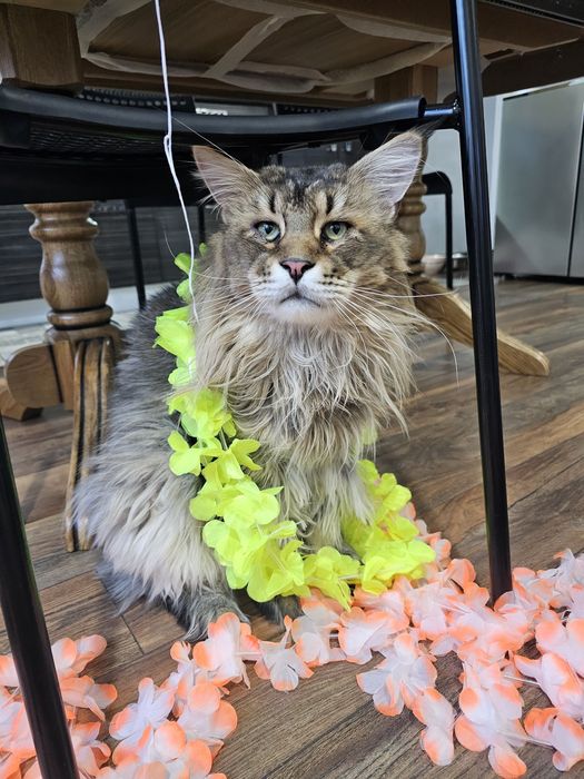 Мэйн кун вязка Астана