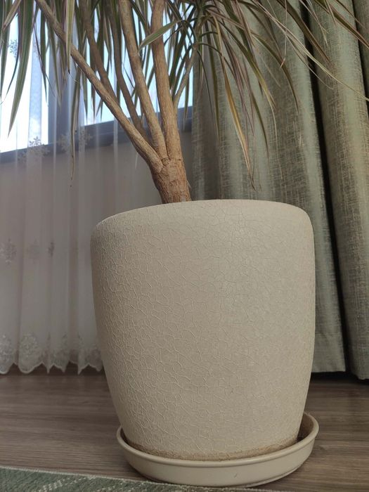 Драцена (многоцветно стайно растение)