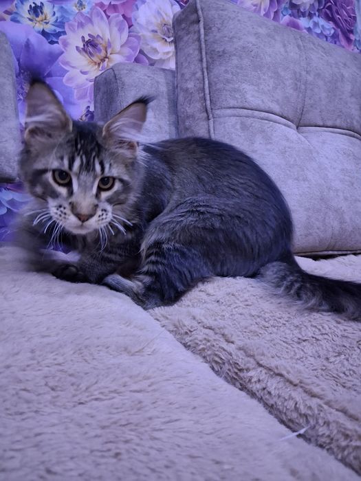 Продам котенка мальчика Мейн-Кун. С документами.