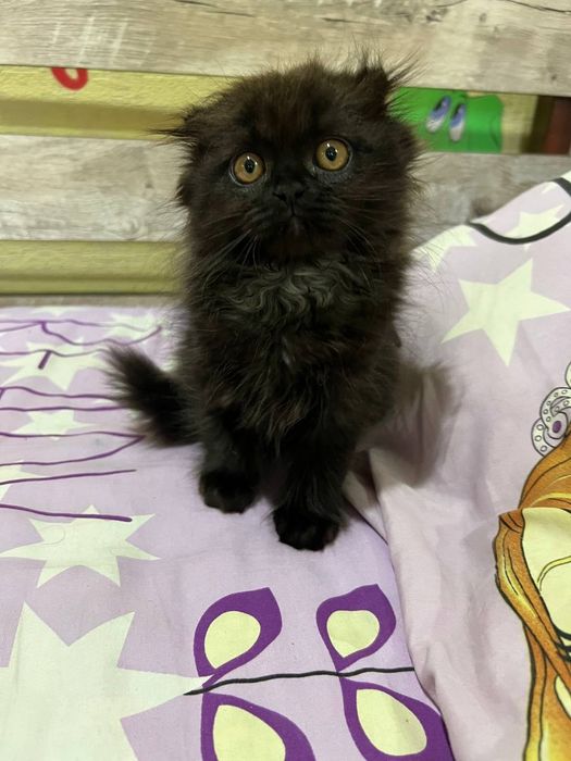 Scottish Highland Fold