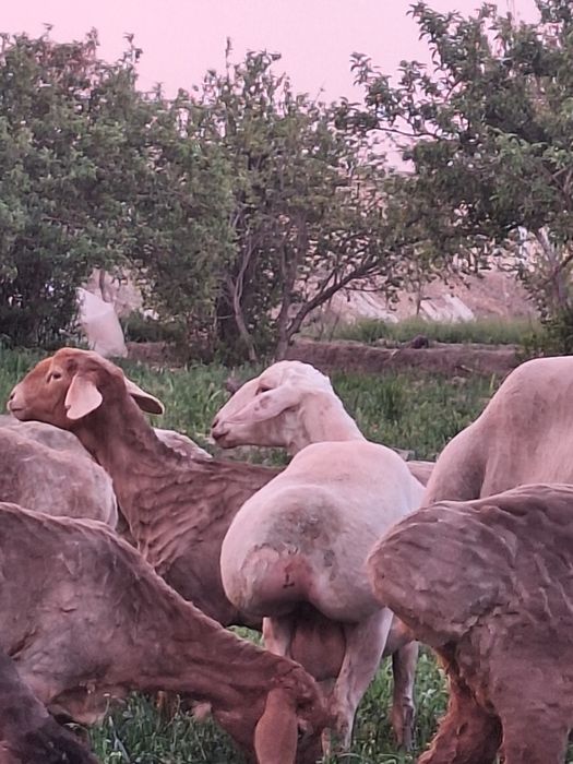 Ona bola  quy sotiladi