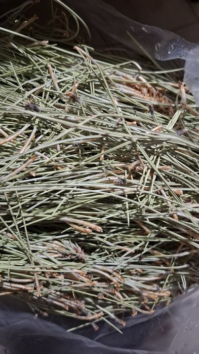 Иголки сосновые для плетения