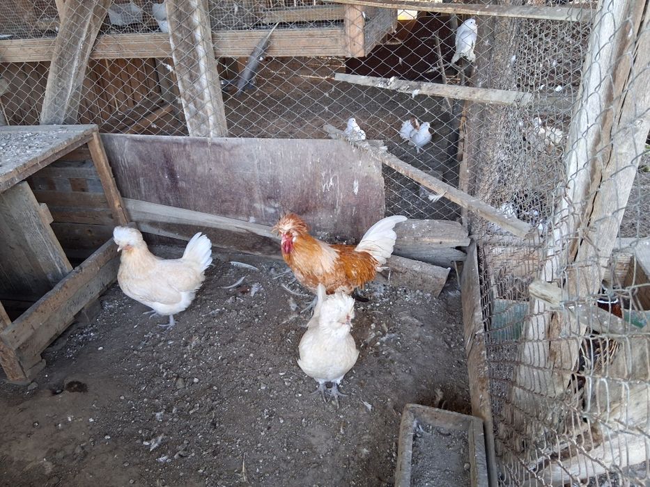 Vand pereche de Gaini Paduane 350 lei