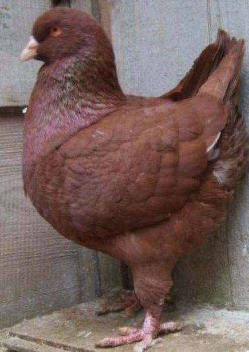 Продам голубей кингов