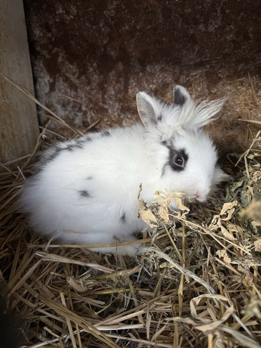 Cap de leu  iepurasi