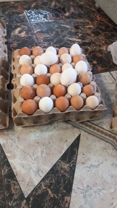 oua de găini de curte de consum sau incubare.si găini de carne