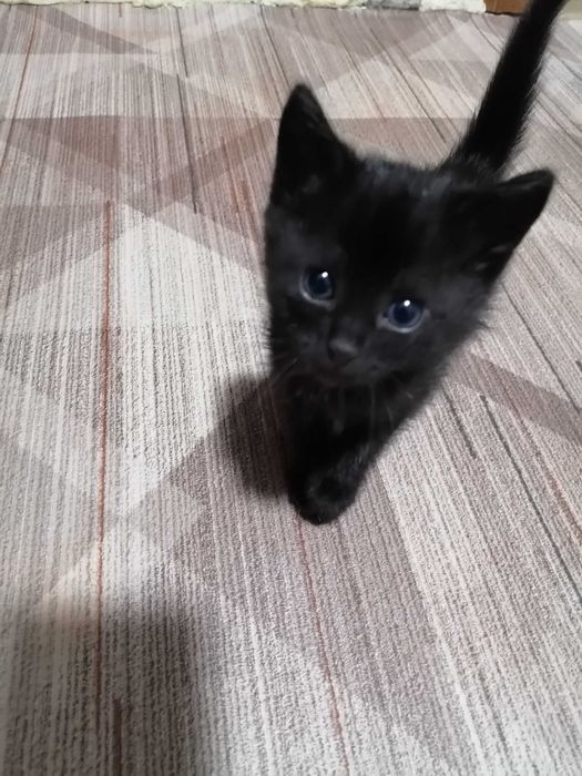 Отдам котят. 1 мес