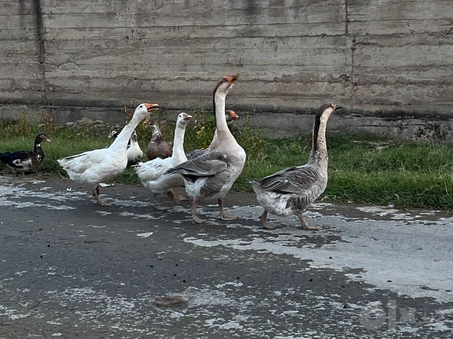 Ğozlar sotiladi kelshamza