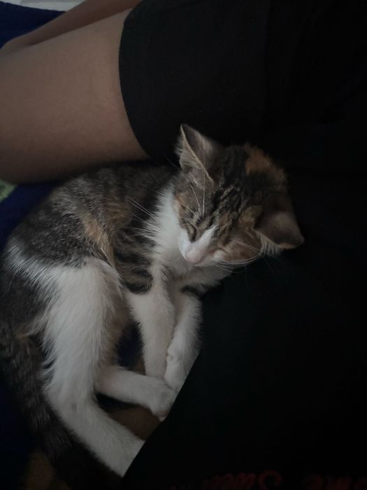 Отдам котенка аллергия у брата