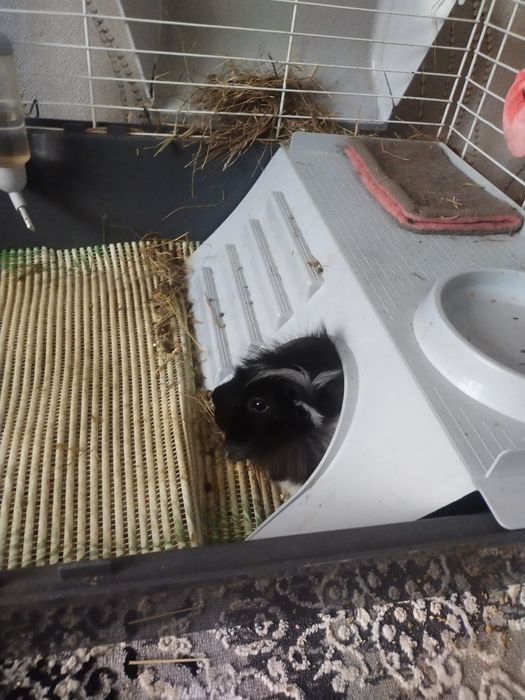 Продам в хорошие руки