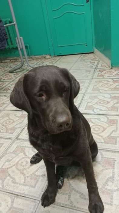 Отдам в хорошие руки собаку